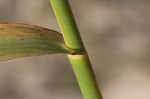 Common reed